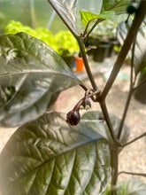 Load image into Gallery viewer, Adrenaline F3 Close-up of green leaves with small peppers forming, blurred background