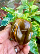 Load image into Gallery viewer, Hand holding a brown stripe pepper with a plant in the background