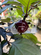 Load image into Gallery viewer, Ripe purple pepper on a plant with green leaves, blurred background