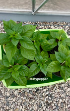 Load image into Gallery viewer, Dragon Breath plants planted in 1-gallon pots