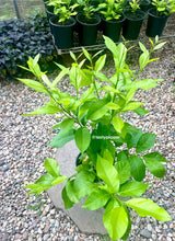 Load image into Gallery viewer, Young Eureka Lemon Live Plant in a pot on a gravel surface with 'tastypepper' branding.