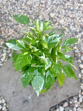 Load image into Gallery viewer, Variegated fish pepper plant