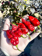 Load image into Gallery viewer, Hand holding Fox Naga Ruby peppers with a blurred green plant background