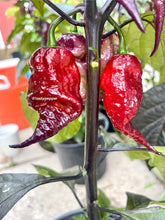 Load image into Gallery viewer, Fox Naga Ruby peppers on a plant with a blurred background