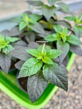 Load image into Gallery viewer, A 1-gallon potted Gator Jig-Saw Orange Pepper plant with green & purple leaves