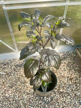 Load image into Gallery viewer, 2.5-gallon potted Gator orange pepper plant with dark green leaves in a greenhouse.