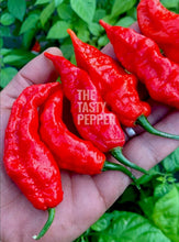 Load image into Gallery viewer, Someone holding Ghost Pepper pods