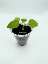 Load image into Gallery viewer, A young Golden Berry plant with green leaves, grown in a small plastic cup filled with soil.