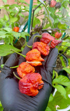 Load image into Gallery viewer, Gator Jig-Saw Orange Pepper Seeds - Tasty Pepper