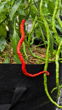 Load image into Gallery viewer, Thunder Mountain Longhorn Pepper Seeds