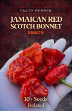 Load image into Gallery viewer, Jamaican Red Scotch Bonnet peppers held in a gloved hand with text about the seeds.