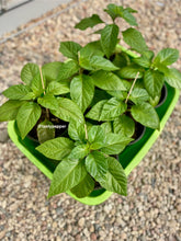 Load image into Gallery viewer, Multiple 1-gallon Jay’s Peach Ghost pepper plant.