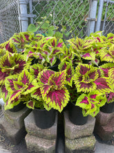 Load image into Gallery viewer, Potted coleus plants with multicolored leaves on concrete blocks against a chain-link fence.