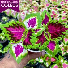 Load image into Gallery viewer, Kong Pink Salmon Coleus Live Plant - Tasty Pepper