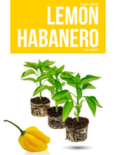 Load image into Gallery viewer, Lemon Habanero Live Plant Stock image