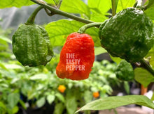 Load image into Gallery viewer, Carolina Reaper Live Plant - Tasty Pepper