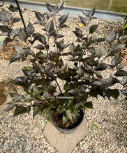 Load image into Gallery viewer, 2.5-gallon potted plant with dark green leaves on a pebbled surface inside a greenhouse