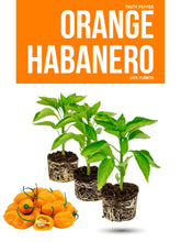 Load image into Gallery viewer, Orange Habanero Live Plant Stock image