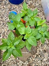 Load image into Gallery viewer, Mutiple young Orange Habanero pepper plant solo cups inside of a greenhouse.
