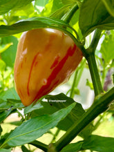 Load image into Gallery viewer, Orange and red pepper growing on a plant with green leaves.