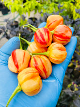 Load image into Gallery viewer, Hand holding a cluster of striped yellow and red peppers with a blurred garden background.