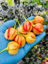 Load image into Gallery viewer, Hand holding a bunch of striped orange and red peppers with blurred plants in the background