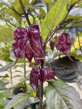 Load image into Gallery viewer, Purple peppers growing on a plant with green leaves.