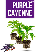 Load image into Gallery viewer, Purple Cayenne Pepper Live Plant Stock image