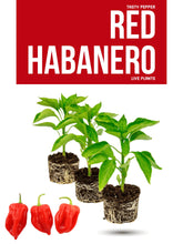 Load image into Gallery viewer, Red Caribbean Habanero Live Plant Stock image