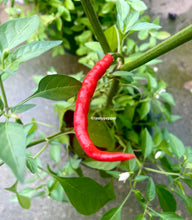 Load image into Gallery viewer, Red Thai chili pepper on a green plant with a blurred background