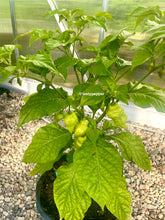 Load image into Gallery viewer, Green pepper plant with small peppers in a pot on a gravel surface.