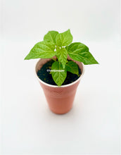 Load image into Gallery viewer, Small potted plant in a white cup on a light background