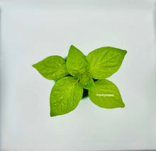 Load image into Gallery viewer, Green leaves on a white background with 'tasty pepper' branding.