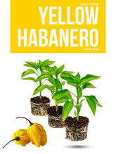 Load image into Gallery viewer, Yellow Habanero Pepper Live Plant Stock image