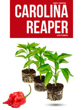 Load image into Gallery viewer, Carolina Reaper pepper plant with green foliage