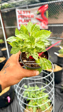 Load image into Gallery viewer, Fish Pepper plant with variegated foliage grown by Kingtalii Peppers