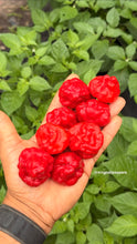 Load image into Gallery viewer, Fresh ripe Jamaican Red Scotch Bonnet peppers harvested by Kingtalii Peppers