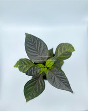 Load image into Gallery viewer, Jay’s Peach Ghost pepper plant 2 close up
