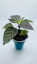 Load image into Gallery viewer, A Jay Peach Ghost pepper plant with green & dark foliage in a solo cup