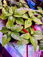 Load image into Gallery viewer, Ghost Pepper Live Plant inside grow tent