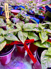 Load image into Gallery viewer, Ghost Pepper Live Plant inside grow tent
