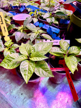 Load image into Gallery viewer, Ghost Pepper Live Plant inside grow tent