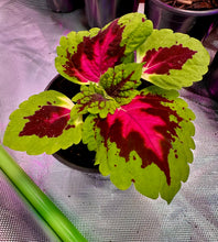 Load image into Gallery viewer, Kong Pink Salmon Coleus Live Plant in a grow tent