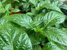 Load image into Gallery viewer, Lemon Habanero Live Plant - Tasty Pepper