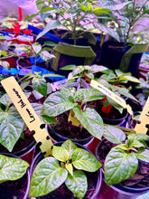 Load image into Gallery viewer, Lemon Habanero Live Plant inside grow tent
