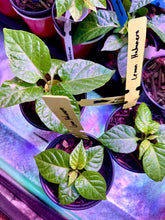 Load image into Gallery viewer, Lemon Habanero Live Plant inside grow tent