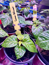 Load image into Gallery viewer, Lemon Habanero Live Plant inside grow tent