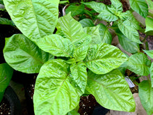 Load image into Gallery viewer, Lemon Habanero Live Plant inside grow bag - Tasty Pepper