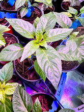 Load image into Gallery viewer, Yellow Habanero Pepper Live Plant inside grow tent