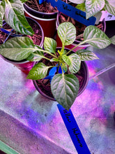 Load image into Gallery viewer, Yellow Habanero Pepper Live Plant inside grow tent